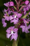 Small purple fringed orchid <BR>Lesser purple fringed orchid